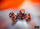 Chessex - Chessex Festive Symphony/White 7-Die Set