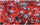 Chessex Mfg Co Llc -  D6 -- 16Mm Translucent Dice - Red/White; 12Ct