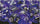 Chessex Mfg Co Llc -  D6 -- 12Mm Translucent Dice - Purple/White; 36Ct
