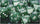Chessex Mfg Co Llc -  D6 -- 12Mm Speckled Dice - Recon - 36Ct