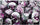 Chessex Mfg Co Llc -  7Ct Gemini Purple-Steel W/White Dice Set