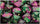 Chessex Mfg Co Llc -  7Ct Gemini Green-Purple W/Gold Dice Set
