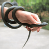 The Perfect Part - Fake Realistic Snake Lifelike Real Scary Rubber Toy Prank Party Joke For Garden